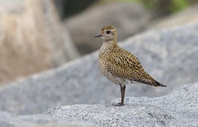 Goudplevier (European Golden Plover)