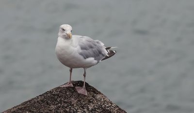 Zilvermeeuw (Herring Gull)