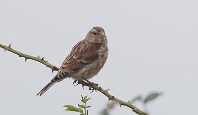 Kneu (Common Linnet)