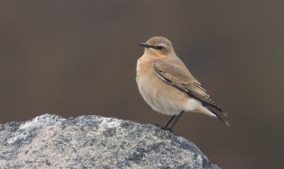 Tapuit (Northern Wheatear)