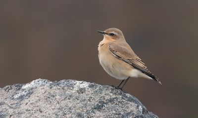Tapuit (Northern Wheatear)