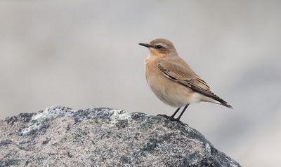 Tapuit (Northern Wheatear)