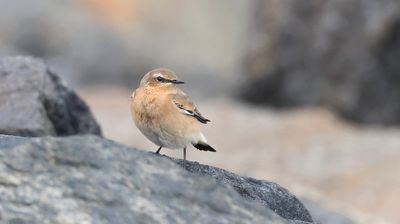 Tapuit (Northern Wheatear)