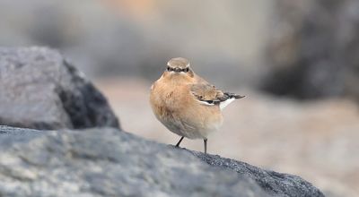 Tapuit (Northern Wheatear)