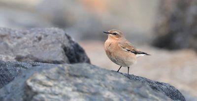 Tapuit (Northern Wheatear)