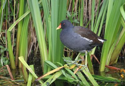 Waterhoen (Common Moorhen)