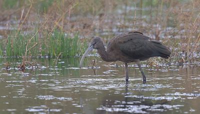 Zwarte Ibis (Glossy Ibis)