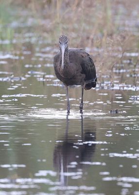 Zwarte Ibis (Glossy Ibis)