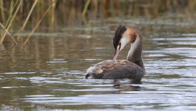 Fuut (Great Crested Grebe)