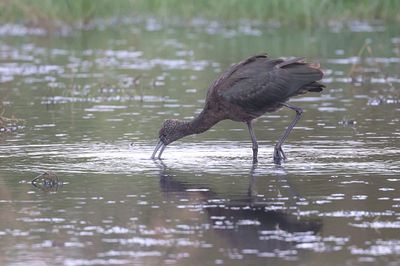 Zwarte Ibis (Glossy Ibis)