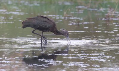 Zwarte Ibis (Glossy Ibis)