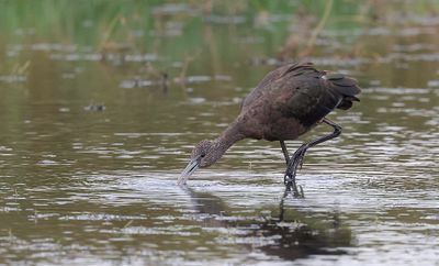 Zwarte Ibis (Glossy Ibis)