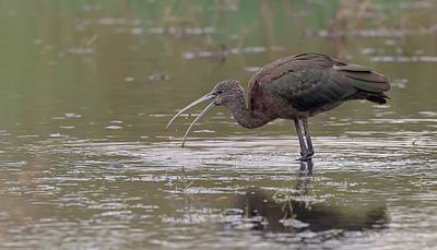 Zwarte Ibis (Glossy Ibis)