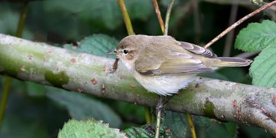 Siberische Tjiftjaf (Siberian Chiffchaff)