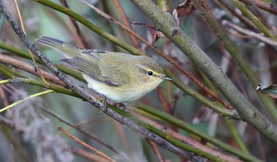 Tjiftjaf (Common Chiffchaff)