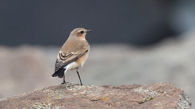 Tapuit (Northern Wheatear)