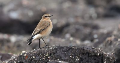 Tapuit (Northern Wheatear)