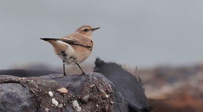 Tapuit (Northern Wheatear)