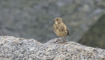 Oeverpieper (Eurasian Rock Pipit)