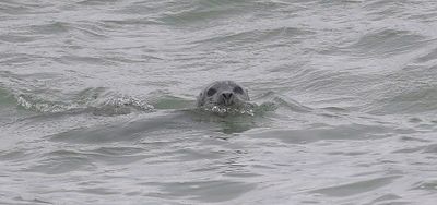 Grijze Zeehond (Grey Seal)