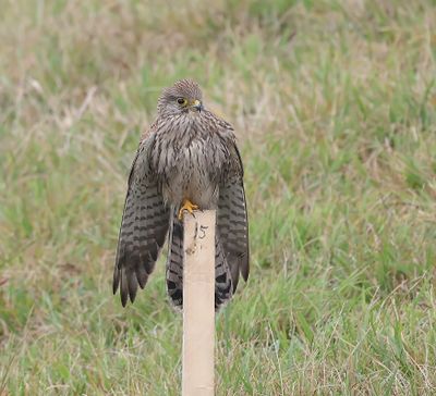 Torenvalk (Common Kestrel)