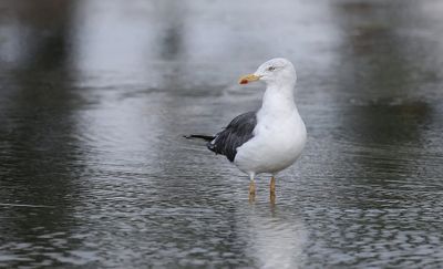 Kleine Mantelmeeuw (Lesser Black-backed Gull)