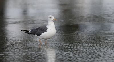 Kleine Mantelmeeuw (Lesser Black-backed Gull)
