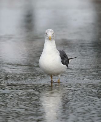 Kleine Mantelmeeuw (Lesser Black-backed Gull)