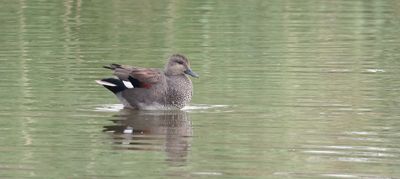 Krakeend (Gadwall)