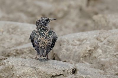 Spreeuw (Common Starling)