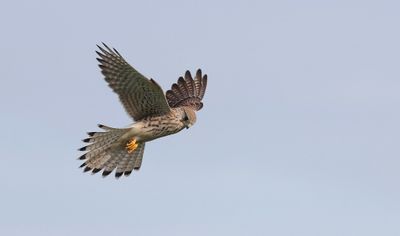 Torenvalk (Common Kestrel)