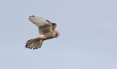 Torenvalk (Common Kestrel)