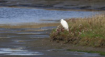 Kleine Zilverreiger (Little Egret)