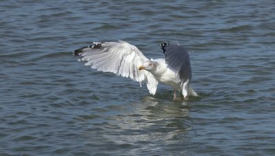 Zilvermeeuw (Herring Gull)