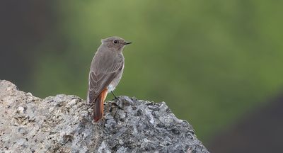 Zwarte Roodstaart (Black Redstart)