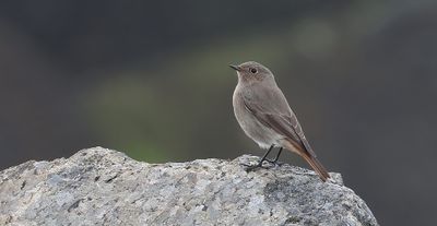 Zwarte Roodstaart (Black Redstart)