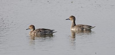 Pijlstaarten (Northern Pintail)