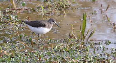 Witgat (Green Sandpiper)