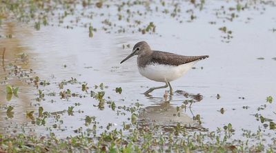 Witgat (Green Sandpiper)