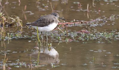 Witgat (Green Sandpiper)