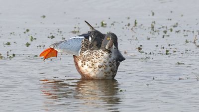 Slobeend (Northern Shoveler)