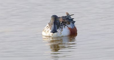 Slobeend (Northern Shoveler)