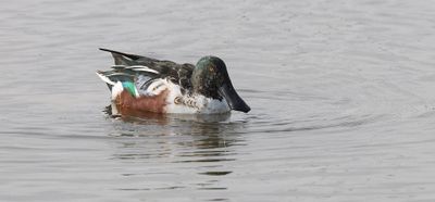 Slobeend (Northern Shoveler)