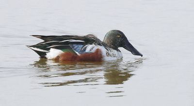 Slobeend (Northern Shoveler)