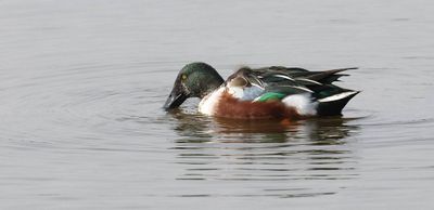 Slobeend (Northern Shoveler)