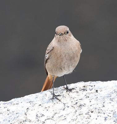 Zwarte Roodstaart (Black Redstart)