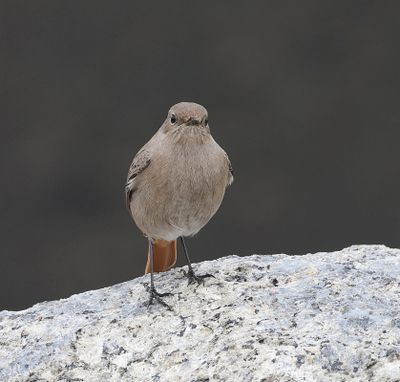 Zwarte Roodstaart (Black Redstart)