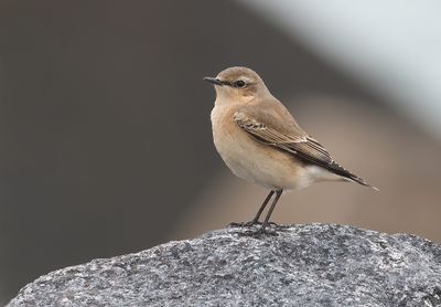 Tapuit (Northern Wheatear)