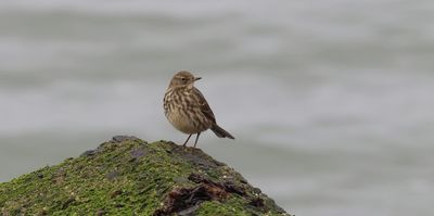 Oeverpieper (Eurasian Rock Pipit)