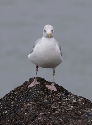 Zilvermeeuw (Herring Gull)